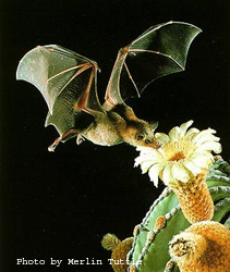 Lesser Long-Nosed Bat Pollinating An order Organ Pipe